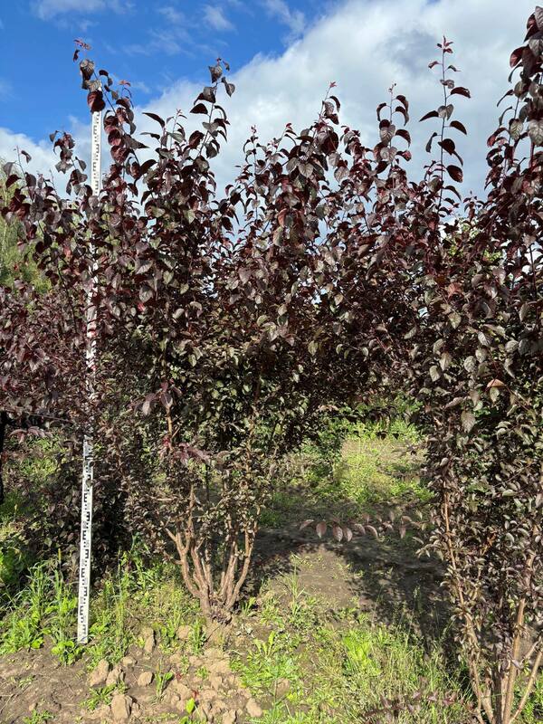 Алыча Тульский Искандер (Prunus cerasifera 'Tulskiy Iskander')