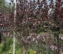 Алыча Тульский Искандер (Prunus cerasifera 'Tulskiy Iskander')