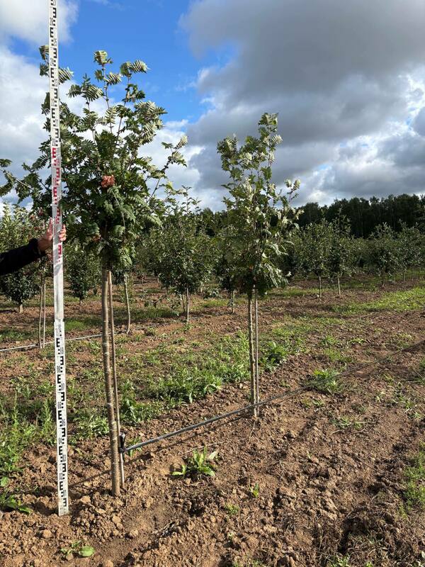 Рябина обыкновенная Пинк Вейл (Sorbus aucuparia 'Pink Veil')