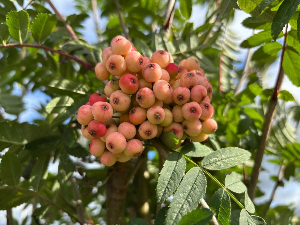 Рябина обыкновенная Пинк Вейл (Sorbus aucuparia 'Pink Veil')