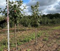 Рябина обыкновенная Пинк Вейл (Sorbus aucuparia 'Pink Veil')