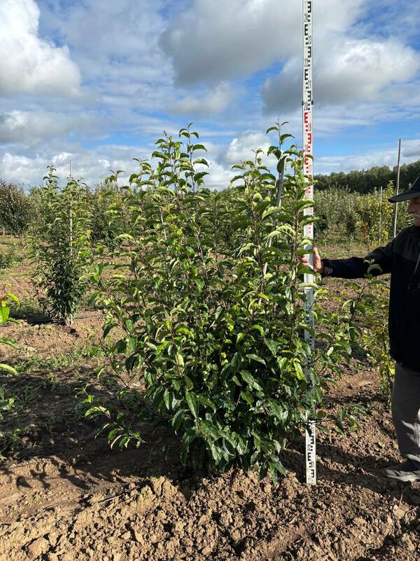 Яблоня декоративная Ван Еселтин (Malus 'Van Eseltine')