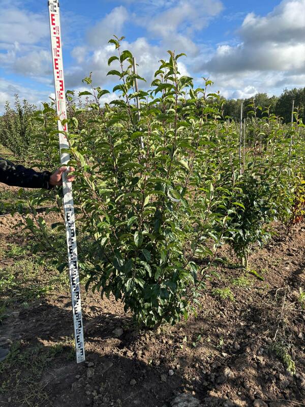Яблоня декоративная Ван Еселтин (Malus 'Van Eseltine')