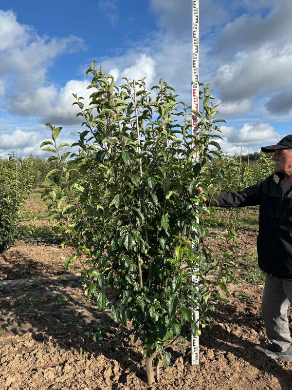 Яблоня декоративная Ван Еселтин (Malus 'Van Eseltine')