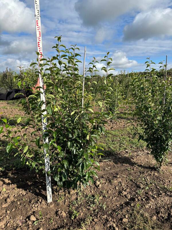 Яблоня декоративная Ван Еселтин (Malus 'Van Eseltine')
