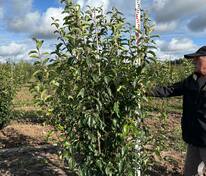 Яблоня декоративная Ван Еселтин (Malus 'Van Eseltine')