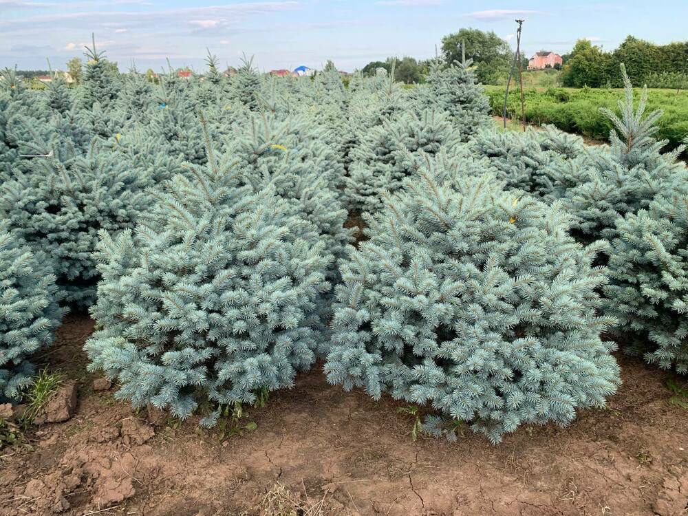 Ель колючая Марси (Picea pungens 'Marcy')