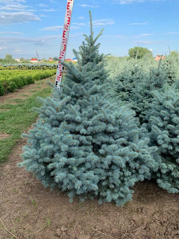Ель колючая Марси (Picea pungens 'Marcy')