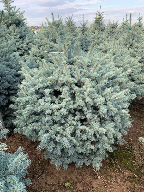 Ель колючая Марси (Picea pungens 'Marcy')