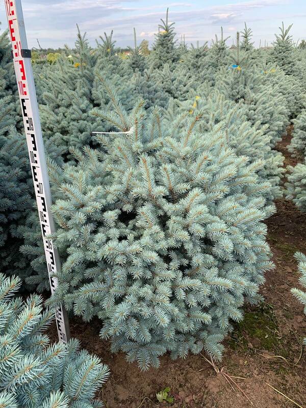 Ель колючая Марси (Picea pungens 'Marcy')