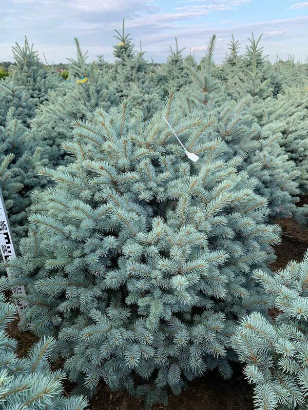 Ель колючая Марси (Picea pungens 'Marcy')