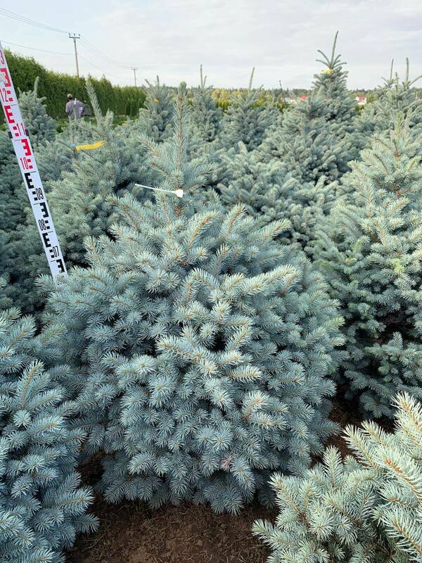 Ель колючая Марси (Picea pungens 'Marcy')