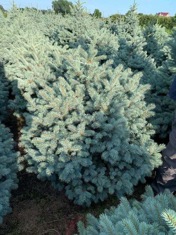 Ель колючая Марси (Picea pungens 'Marcy')