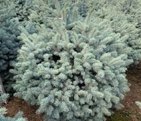 Ель колючая Марси (Picea pungens 'Marcy')