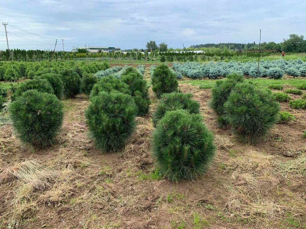 Сосна чёрная Ронделло (Pinus nigra 'Rondello')