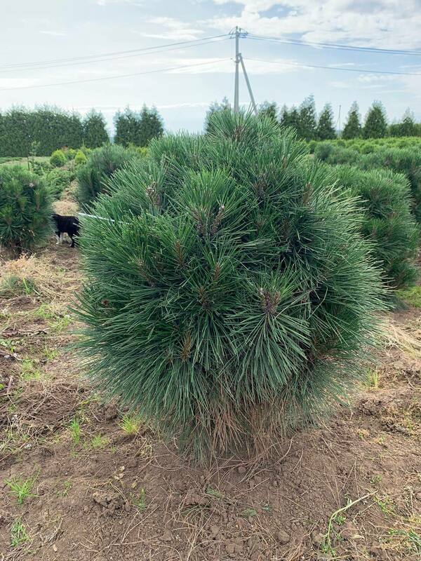 Сосна чёрная Ронделло (Pinus nigra 'Rondello')