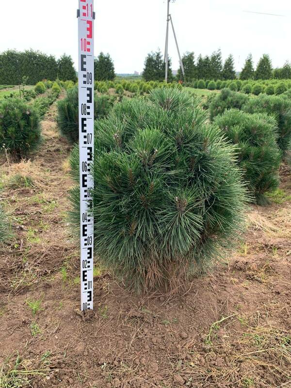 Сосна чёрная Ронделло (Pinus nigra 'Rondello')