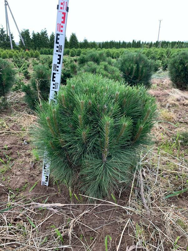 Сосна чёрная Ронделло (Pinus nigra 'Rondello')