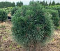 Сосна чёрная Ронделло (Pinus nigra 'Rondello')