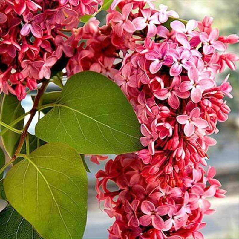 Сирень Мейера Ред Пикси (Syringa meyeri 'Red Pixie')