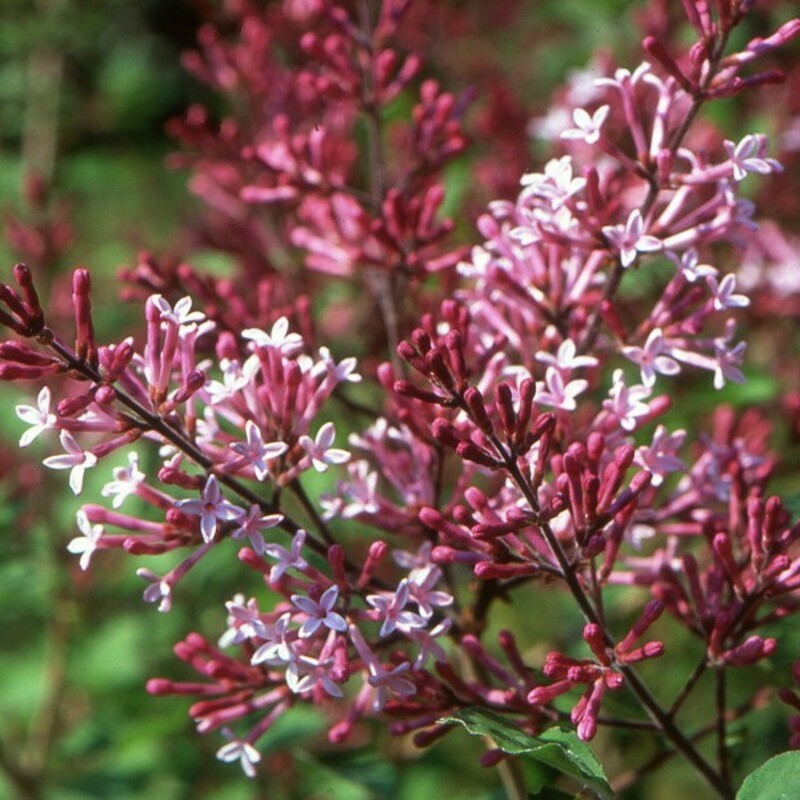 Сирень Мейера Ред Пикси (Syringa meyeri 'Red Pixie')