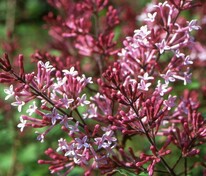 Сирень Мейера Ред Пикси (Syringa meyeri 'Red Pixie')
