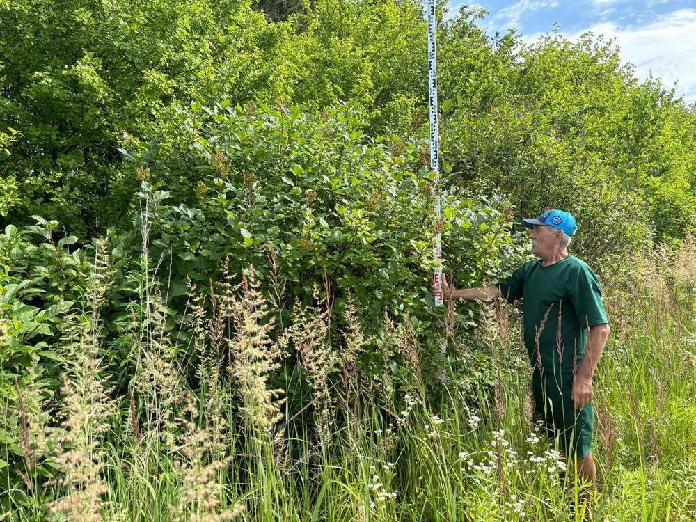 Сирень Престон (Syringa x prestoniae)