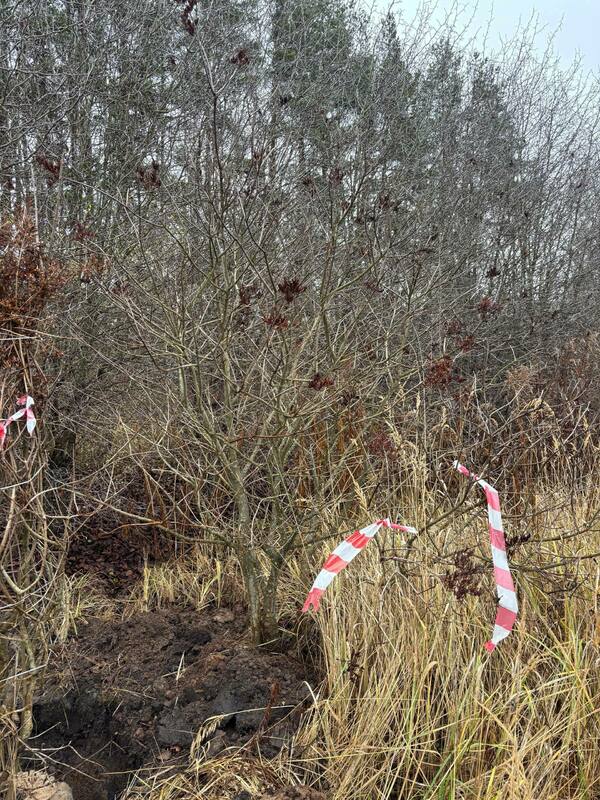 Сирень Престон