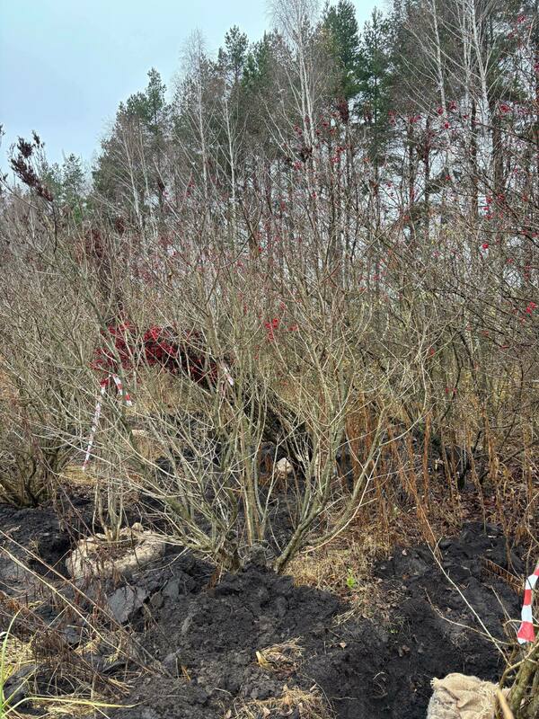 Сирень Престон