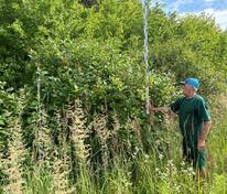 Сирень Престон