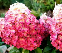 Гортензия метельчатая Мэджикал Маунт Малинче (Hydrangea paniculata 'Magical Mount Malinche')