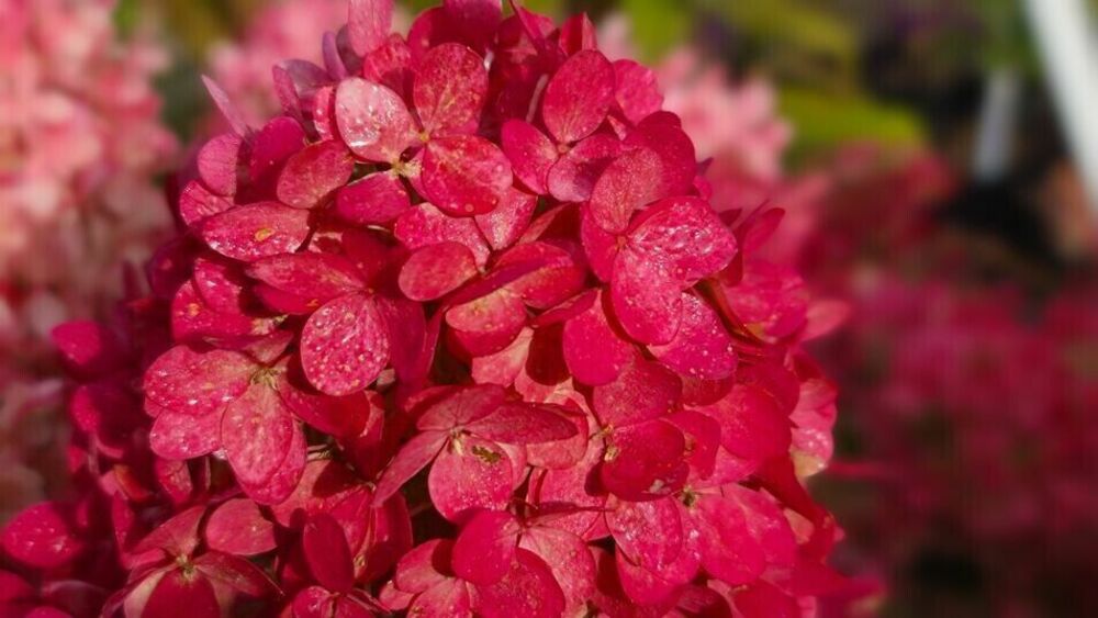 Гортензия метельчатая Мэджикал Маунт Фуджи (Hydrangea paniculata 'Magical Mount Fuji')