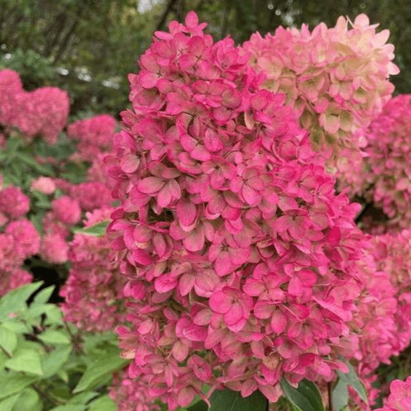 Гортензия метельчатая Мэджикал Маунт Фуджи (Hydrangea paniculata 'Magical Mount Fuji')