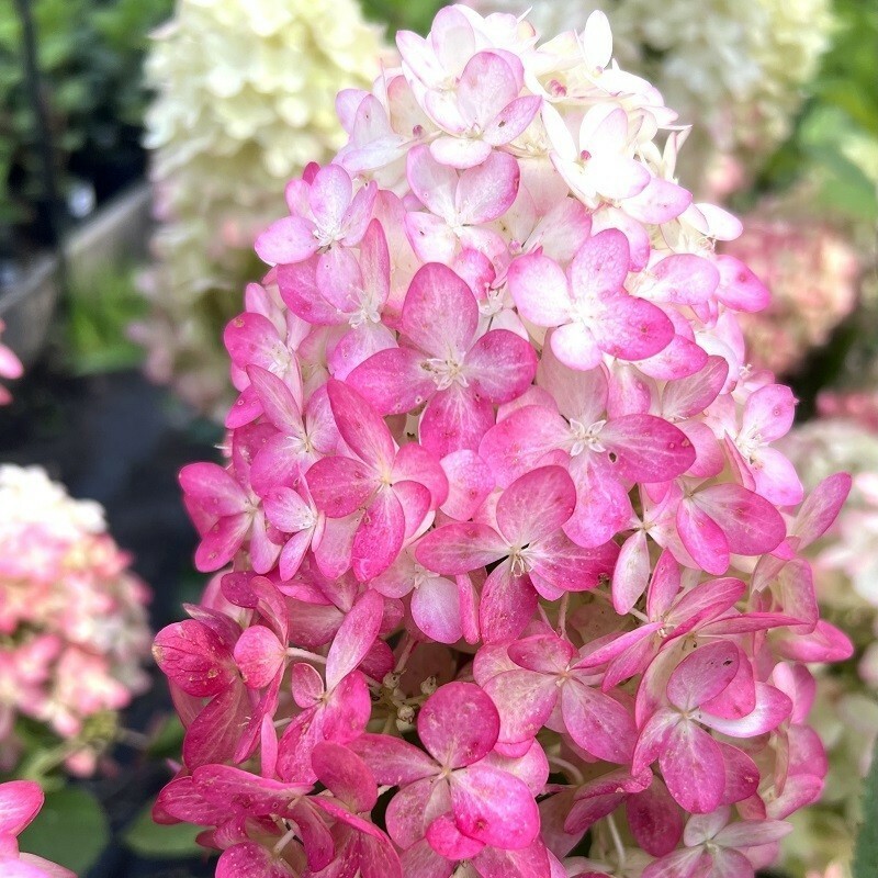 Гортензия метельчатая Мэджикал Маунт Фуджи (Hydrangea paniculata 'Magical Mount Fuji')