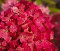 Гортензия метельчатая Мэджикал Маунт Фуджи (Hydrangea paniculata 'Magical Mount Fuji')