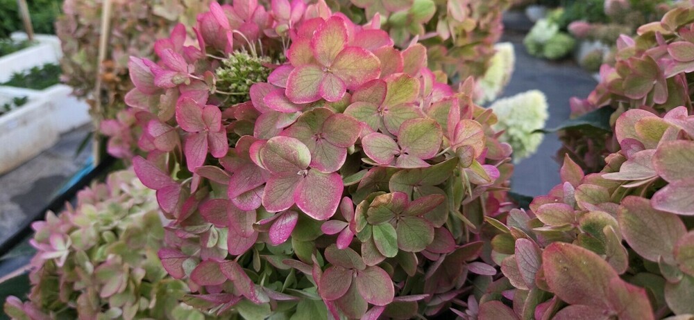 Гортензия метельчатая Металлика (Hydrangea paniculata 'Metallica')