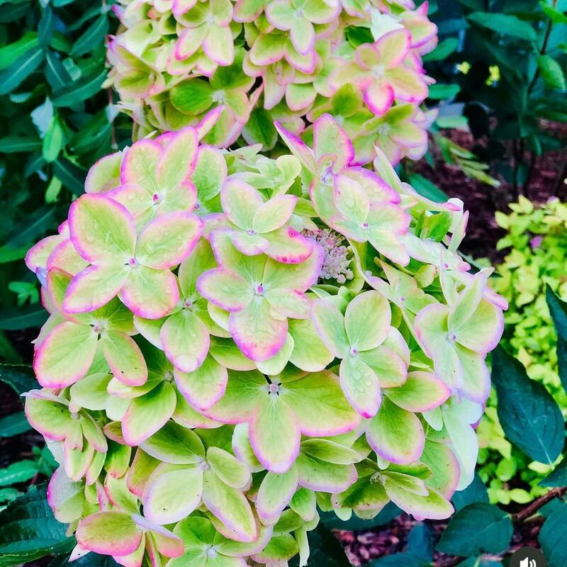 Гортензия метельчатая Металлика (Hydrangea paniculata 'Metallica')