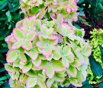 Гортензия метельчатая Металлика (Hydrangea paniculata 'Metallica')