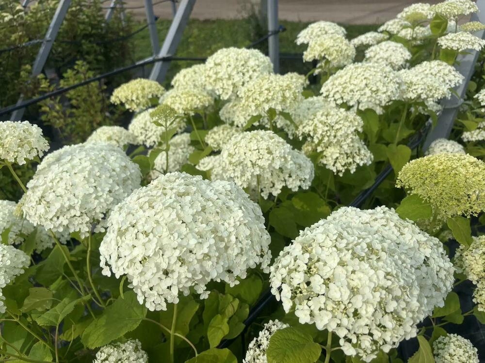 Гортензия древовидная Баунти (Hydrangea arborescens 'Bounty')