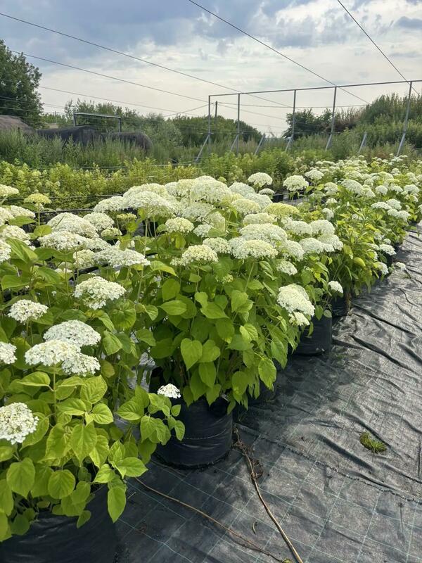 Гортензия древовидная Баунти (Hydrangea arborescens 'Bounty')