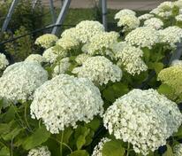 Гортензия древовидная Баунти (Hydrangea arborescens 'Bounty')