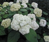 Гортензия древовидная Баунти (Hydrangea arborescens 'Bounty')