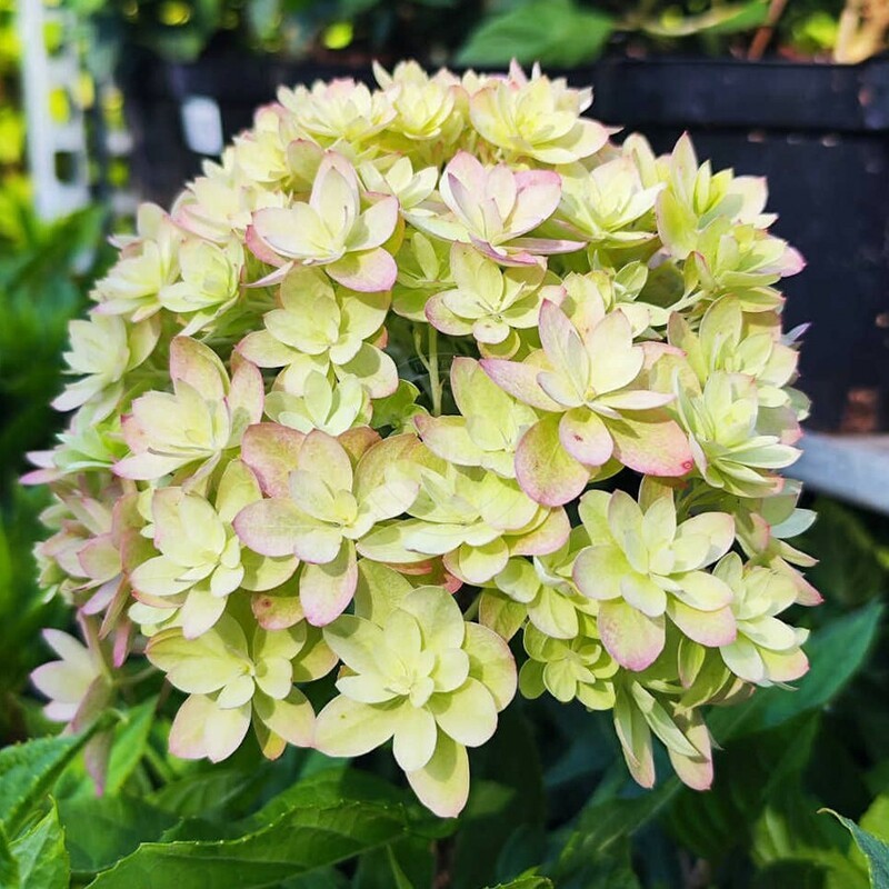 Гортензия метельчатая Мечта Лесково (Hydrangea paniculata 'Mechta Leskovo')