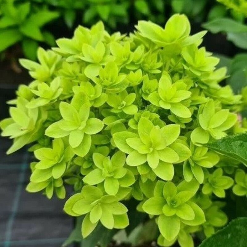 Гортензия метельчатая Мечта Лесково (Hydrangea paniculata 'Mechta Leskovo')