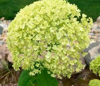 Гортензия древовидная Голден Аннабель (Hydrangea arborescens 'Golden Annabelle')