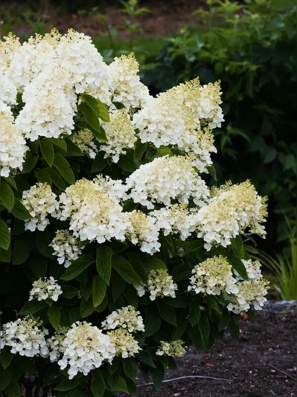 Гортензия метельчатая Милк энд Хани (Hydrangea paniculata 'Milk and Honey')