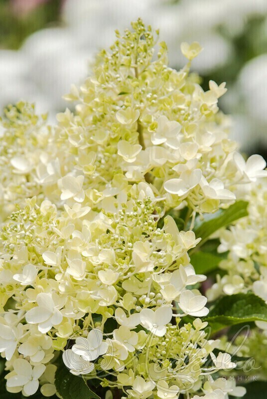 Гортензия метельчатая Милк энд Хани (Hydrangea paniculata 'Milk and Honey')