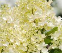 Гортензия метельчатая Милк энд Хани (Hydrangea paniculata 'Milk and Honey')
