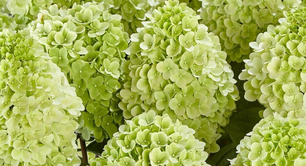 Гортензия метельчатая Панателла (Hydrangea paniculata 'Panatella')