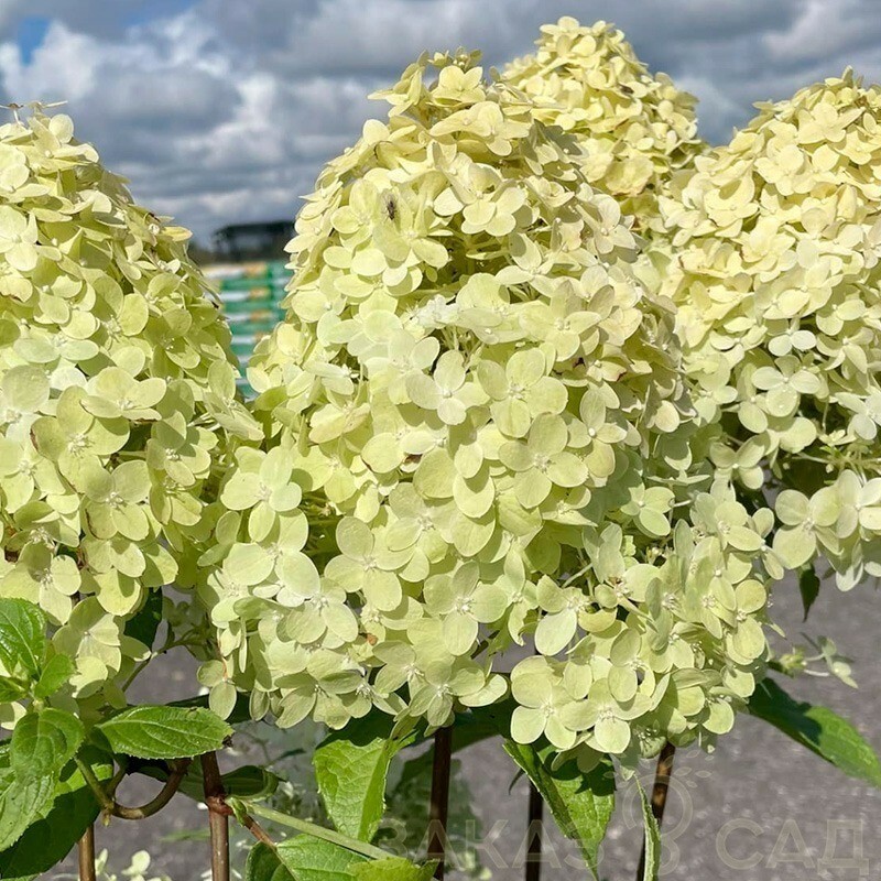 Гортензия метельчатая Панателла (Hydrangea paniculata 'Panatella')